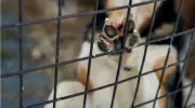 Ontario dog walker loses appeal to sue for $1M after attack. Why suit was dismissed.