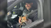 Orphaned Fawns Rescued by Police After Mother Deer Killed Near Strathroy