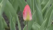 Ottawa Weekend: Mix of Sun and Rain Expected This May 1-3