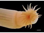 Over 1,100 New Marine Species Discovered in Landmark Ocean Census