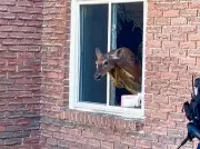 Owen Sound Residents Awakened by Deer Crashing Through Window: Police