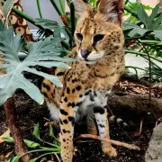 Owner of Gary the Serval Warns B.C. Exotic Cat Ban Will Harm Animal
