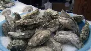 P.E.I. Offers $3M to Oyster Fishers Hit by MSX and Dermo Diseases