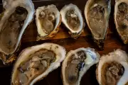 PEI Oyster Fishers Face Major Challenges from MSX and Dermo Diseases
