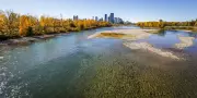 Pig Cadavers with GPS Trackers to Be Placed in Bow River for Search Study