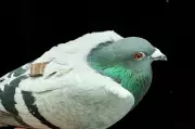 Pigeons May Navigate Using Their Livers, New Study Suggests