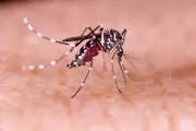 Rainy Spring Brings More Mosquitoes Earlier This Year, Expert Says