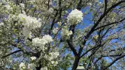 Rainy Weather Expected in Calgary for Victoria Day Weekend