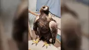 Rare Golden Eagle Rescued by Ottawa Valley Wildlife Centre
