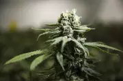 RCMP Cannabis Raids Won't Hinder N.B. First Nations Pot Talks