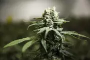 RCMP Link Cannabis Raids in Multiple Provinces to Transnational Organized Crime