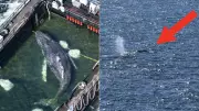 Rescued Humpback Whale Timmy Released into North Sea Near Denmark