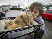 Richmond Seeks Experienced Trapper as Rabbit Population Booms