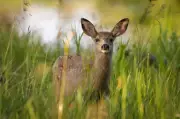 Sask. Government Urges Residents Not to Touch Young Wild Animals