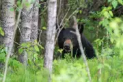 Sask. Residents Urged to Take Precautions as Black Bears Emerge from Hibernation