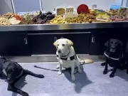 Sniffer Dogs Intercept 45+ Kilos of Undeclared Food at Pearson Airport