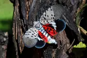 Spotted Lanternfly Found in Ontario: Why Experts Urge You to Squish Them