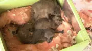 Spring Baby Season Sparks Surge in Wildlife Rescue Calls in Waterloo Region