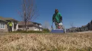 Spring Reveals Vole Damage on Winnipeg Lawns After Harsh Winter