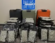 Suitcase Bursts Open on Flight, Exposing Marijuana Stash at Dallas Love Field