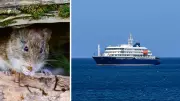 Three Dead in Suspected Hantavirus Outbreak on Atlantic Cruise Ship