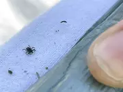Tick Season Alert: How to Protect Yourself and Pets from Disease-Ridden Bites