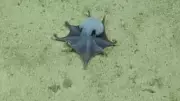 Tiny Blue Octopus Discovered in Deep Sea Near Galapagos Islands