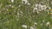 Tips to Manage Severe Seasonal Allergies in Ottawa This Year