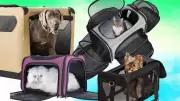 Top 8 Pet Carriers for Safe and Comfortable Travel with Your Furry Friend