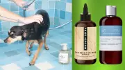 Top Pet Shampoos Recommended by Expert Groomers for Healthy Coats