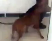 Toronto Police Seek Pit Bull Mix in Fatal Dog Attack