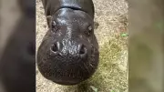 Toronto Zoo's Pregnant Pygmy Hippo Kindia Doing Well, Due Late July