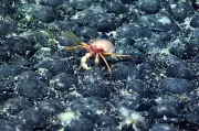 Trump's Deep-Sea Mining Push Sparks New Firms and Fast-Tracked Rules