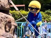 Two Americans Arrested at Japanese Zoo After Stunt at Monkey Punch's Enclosure