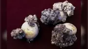 US Moves to Ban P.E.I. Potatoes After New Wart Detection