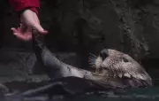 Vancouver Aquarium Says Heartfelt Goodbye to Rescued Otters Headed to Quebec