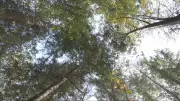 Vancouver Expands Tree Canopy to Combat Extreme Heat