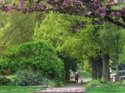 Vancouver Park Board Recommends Extending Tree Inspection Cycle to 10 Years