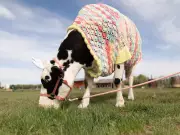 Vulcan County Farmer Crochets Sweaters for Cow, Horse, and Steer
