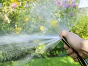Water-Thrifty Plants and Efficient Watering for Drought Gardens