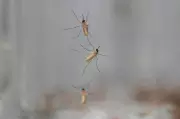 What If We Eradicated All Mosquitoes? Scientists Weigh In