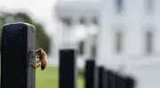 White House Press Corps Stumbles Upon Swarm of Bees, Buzz Ensues