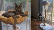 Why This $259 Cat Tree Is Worth Every Penny: A 6-Month Review