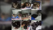 Winnipeg Animal Rescue Takes in 43 Cats from Hoarding Case