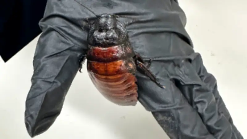 100,000+ illegal cockroaches seized in Australia's largest exotic invertebrate bust