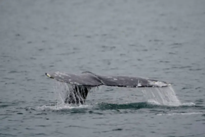 10th Dead Grey Whale Found on B.C. Coast This Year