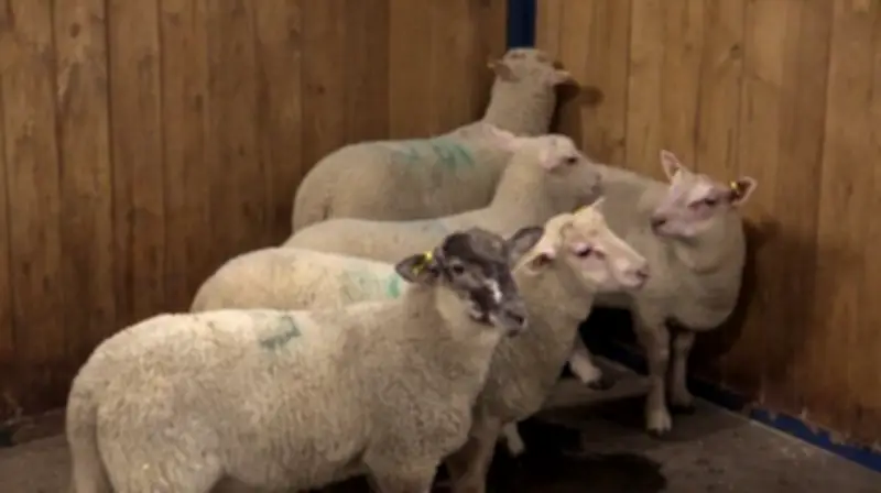 Agriculture Students Learn Sheep Farming at REACH Centre in Clinton