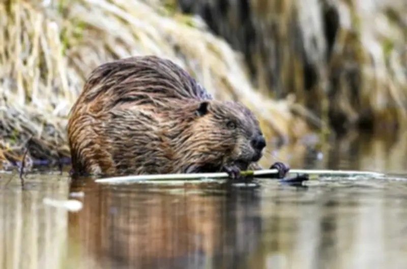 An Interview with Iron Tooth Bruce: Canada's Beaver Crime Mastermind