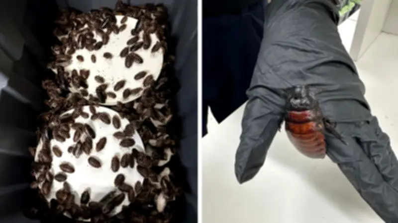 Australia Seizes 100,000 Cockroaches in Major Bug-Breeding Bust