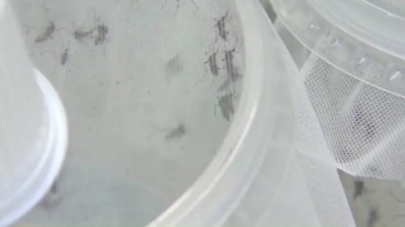 Avoid Mosquito Bites to Prevent West Nile Virus: Health Officials
